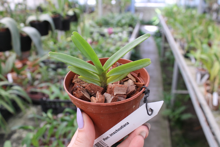 Renanthera imschootiana.JPG