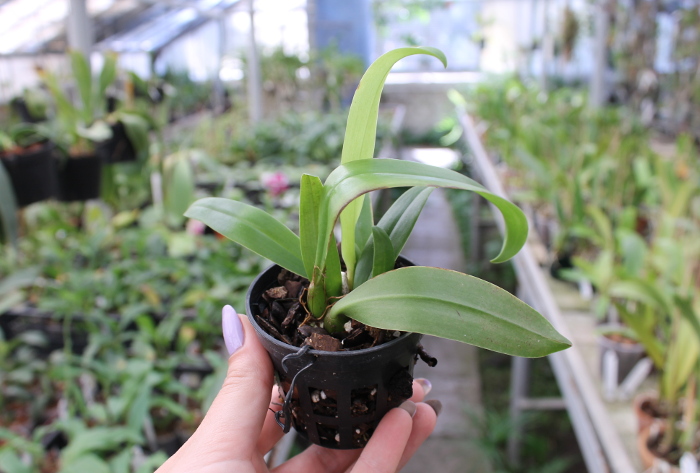 Bulbophyllum phalaenopsis x lobbii.JPG