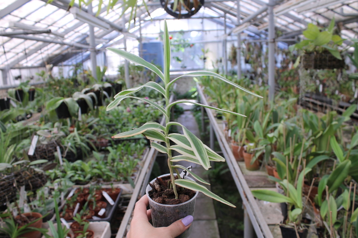 Arachnis Maggie Oei.JPG