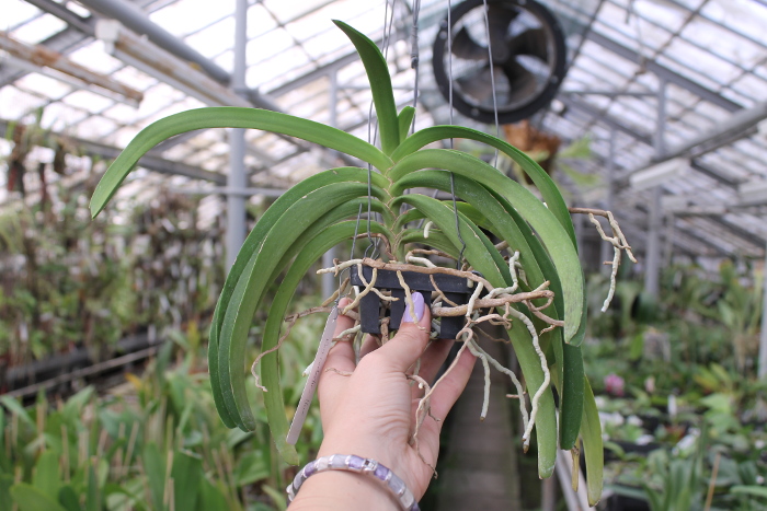 Rhynchostylis coelestis blue.JPG