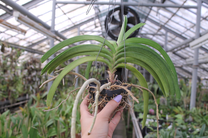 Rhynchostylis coelestis pink.JPG