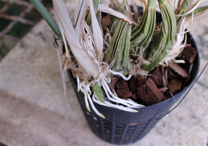 Stanhopea jenischiana .JPG