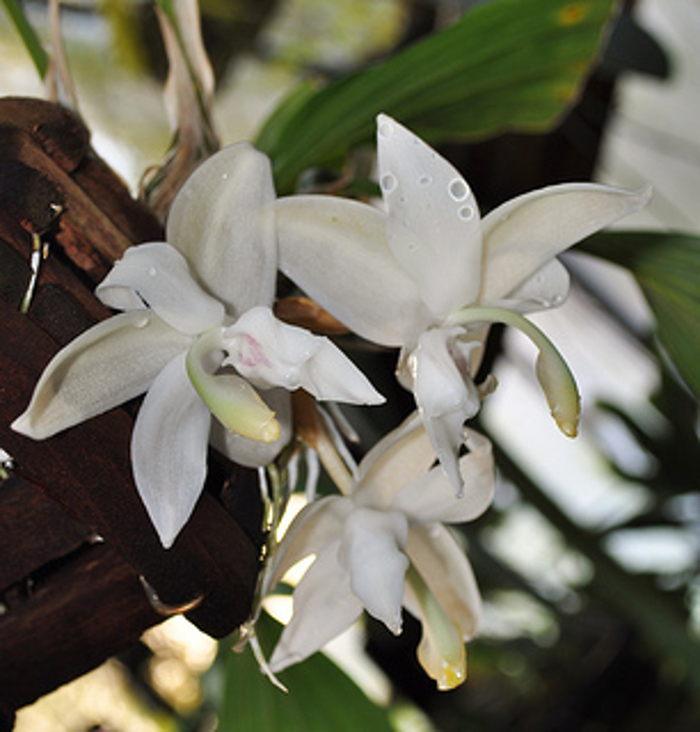 Stanhopea candida1.jpg