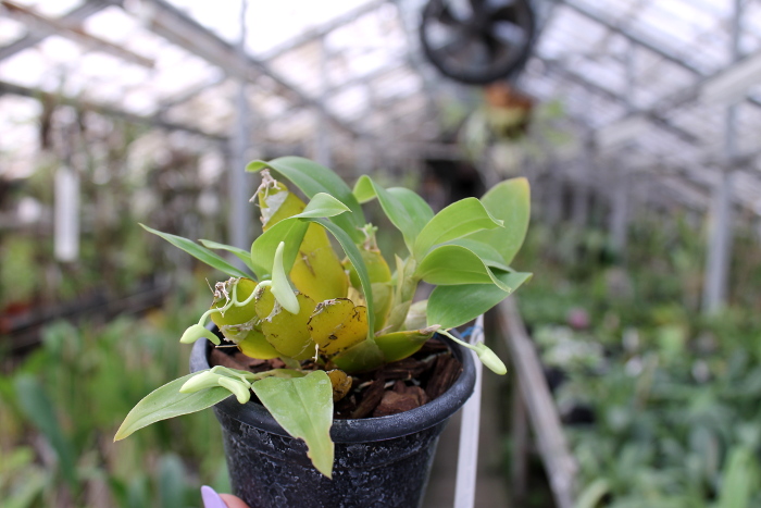 Dendrobium platycaulon.JPG