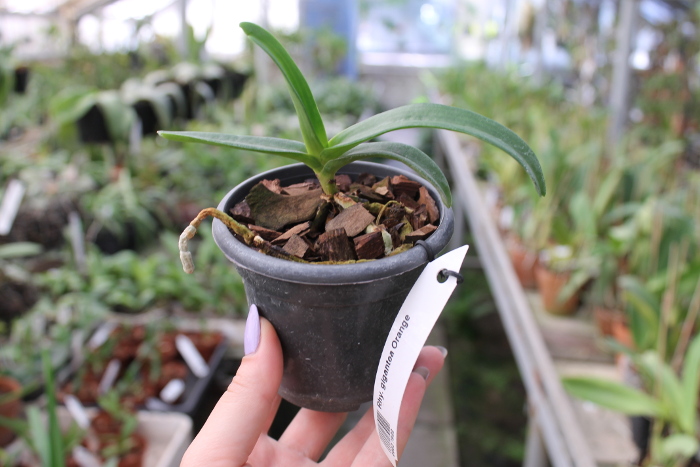 Rhynchostylis gigantea Orange.JPG