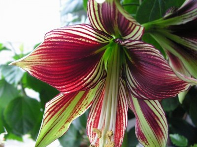 Resize of PICT0010.JPG