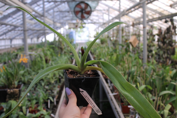 Paphiopedilum sanderianum 'Show Shan' x Paphiopedilum philippinense '9F'.JPG