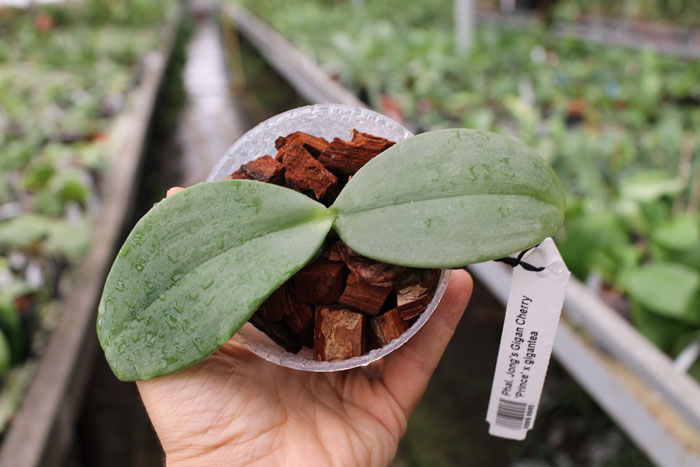 Phalaenopsis Jong's Gigan Cherry 'Prince' x gigantea.jpg