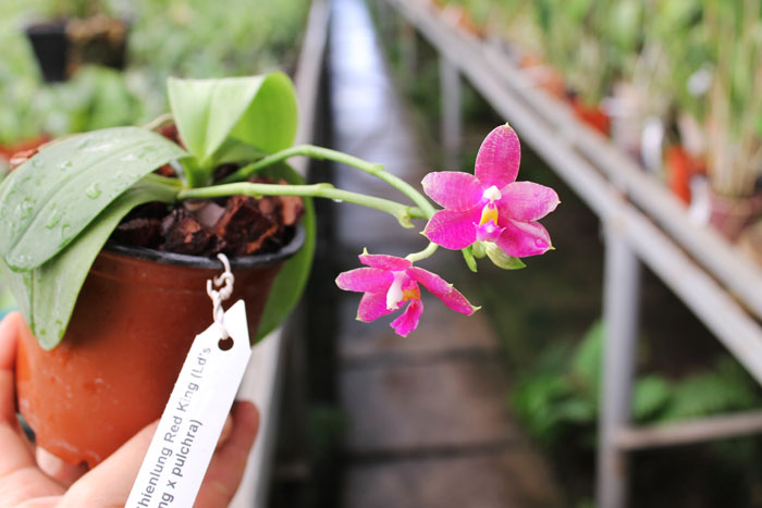 Phalaenopsis Chienlung Red King (Ld's Bear King x pulchra).jpg