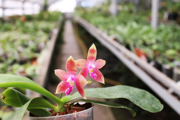 Phalaenopsis Jennifer Palermo (C1 type) x Phalaenopsis LD's Bear Queen.jpg
