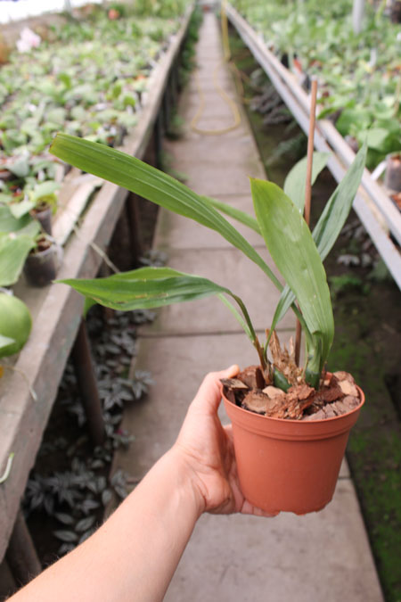 Acacallis cyanea x Otostylis brachystalix.jpg