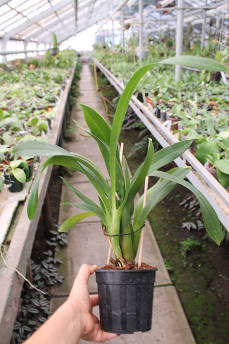 Brassada Mivada (Brassia brachiata X Ada aurantiaca).jpg