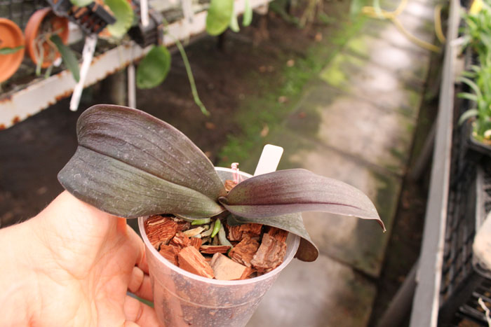 Phalaenopsis Jiaho's Pink Girl.jpg