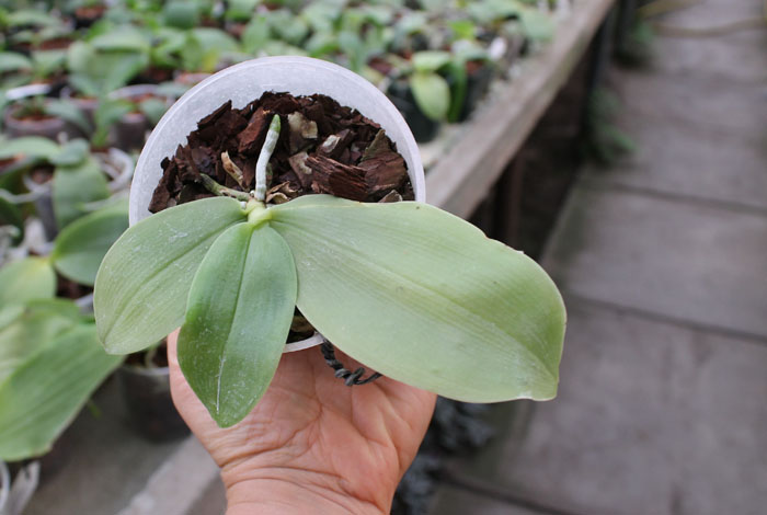 Phalaenopsis bellina.jpg