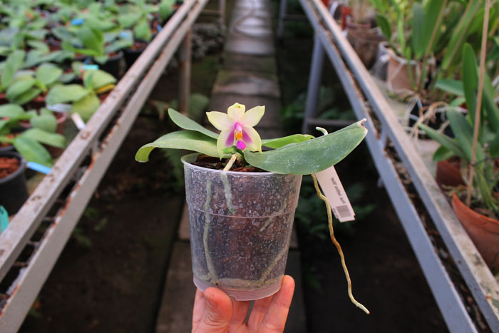 Phalaenopsis bellina 'blue.jpg