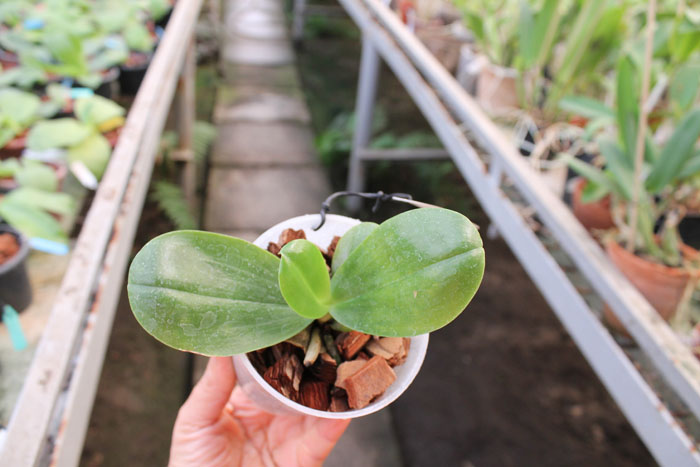 Phalaenopsis Su An Cricket 'SW'.jpg