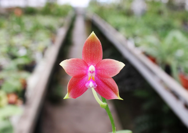 Phalaenopsis (speciosa 'c-1' x violacea) x Phalaenopsis LD's Bear Queen.jpg