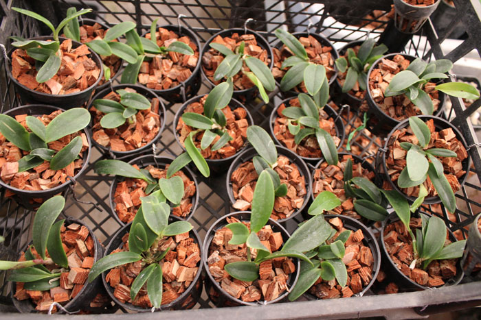 Cattleya aclandiae.jpg