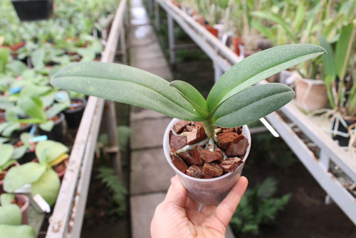 Doritis pulcherrima aquinii.jpg