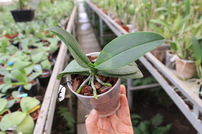 Phalaenopsis Liu's Berry 'SW'.jpg