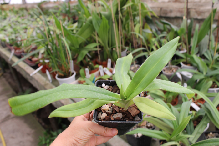 Phragmipedium besseae.jpg