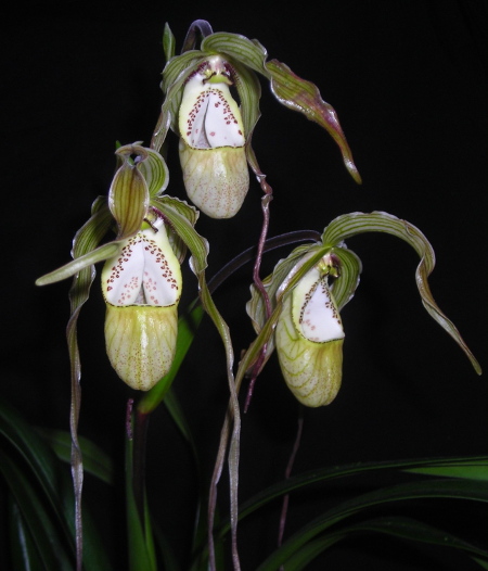 Phragmipedium Memoria Garren Weaver (pearcei x wallisii) .jpg