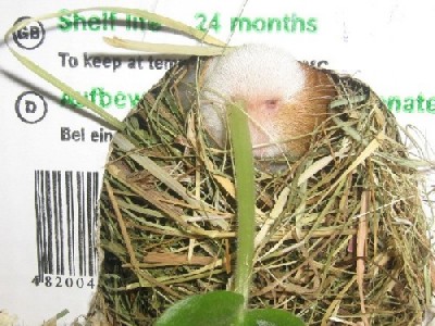 Ах, аромат! (парфюмер-маньяк)