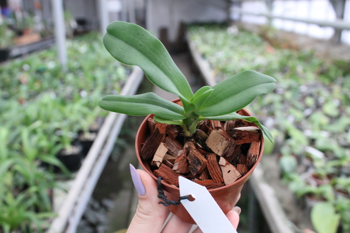 Sobennikoffia humbertiana.JPG