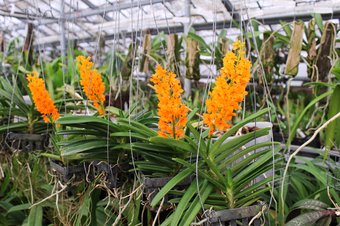 Ascocentrum miniatum.jpg