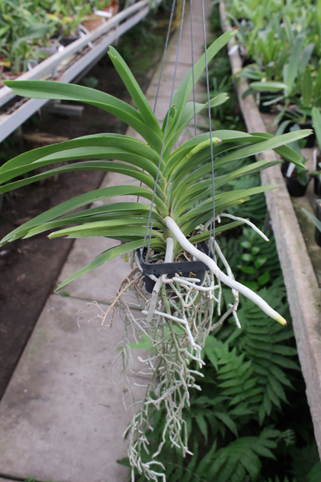 Vanda Janice Allison.jpg