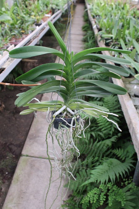 Vanda Tharab Blue.jpg