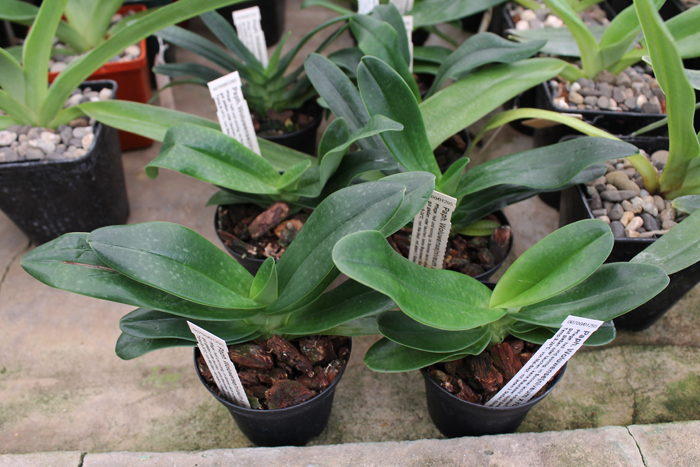 Paphiopedilum Woluwense (niveum x rothschildianum).jpg