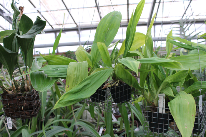 Paphinia neudeckeri.jpg