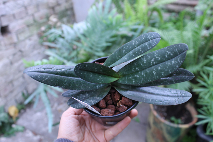 Paphiopedilum godefroyae.jpg