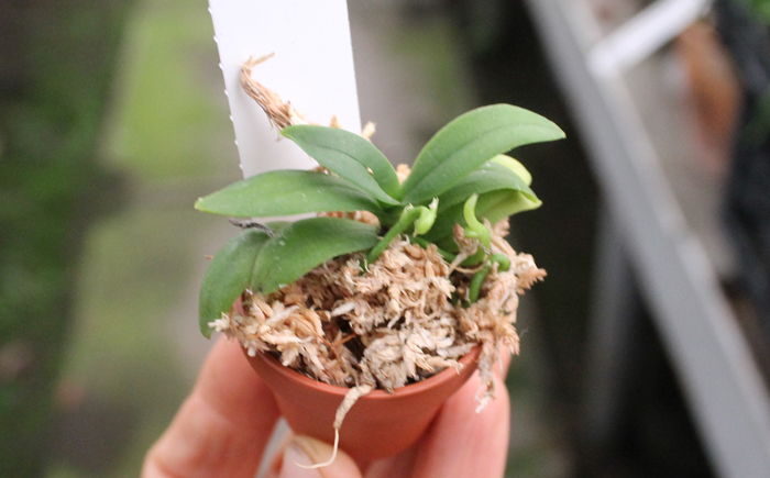 Haraella retrocalla.jpg