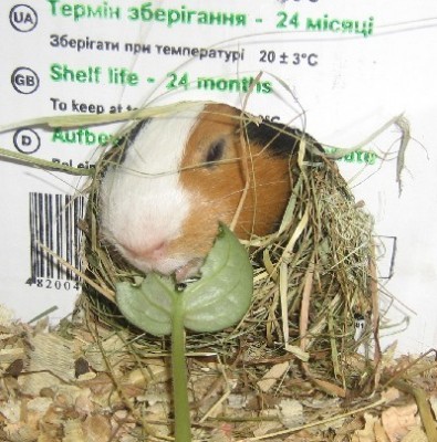 Кровожадный зверь набрасывается на жертву и тянет ее в пещеру.