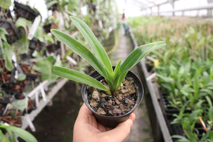 Phragmipedium caudatum x fischeri.jpg