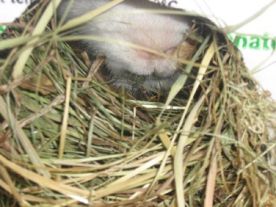 Остатки жертвы исчезают в пасти