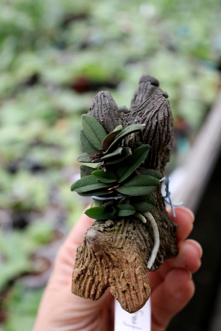 Schoenorchis fragrans.JPG