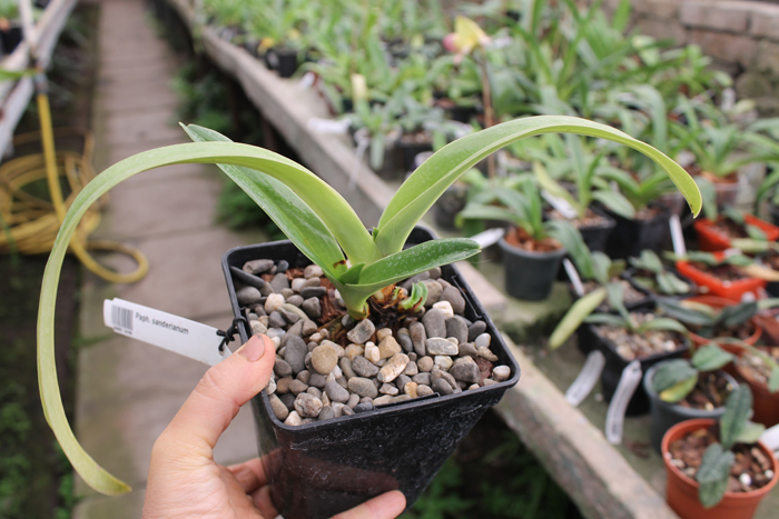 Paphiopedilum sanderianum.jpg