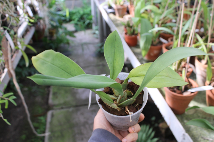 Trichopilia suavis.jpg