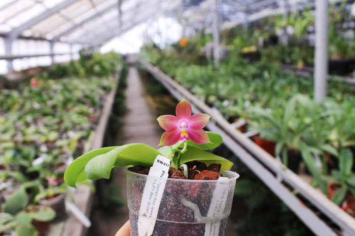 Phalaenopsis Yaphon Red Jewel x Ld's Bear Queen.jpg