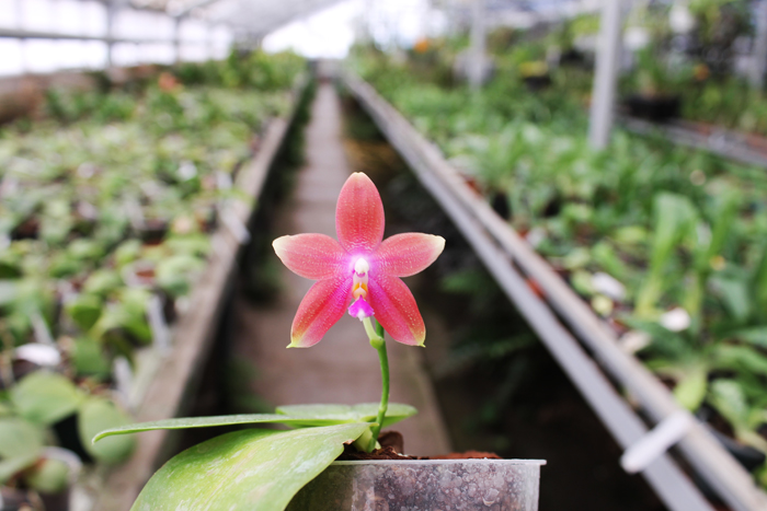 Phalaenopsis (speciosa 'c-1' x violacea) x Phalaenopsis LD's Bear Queen.jpg