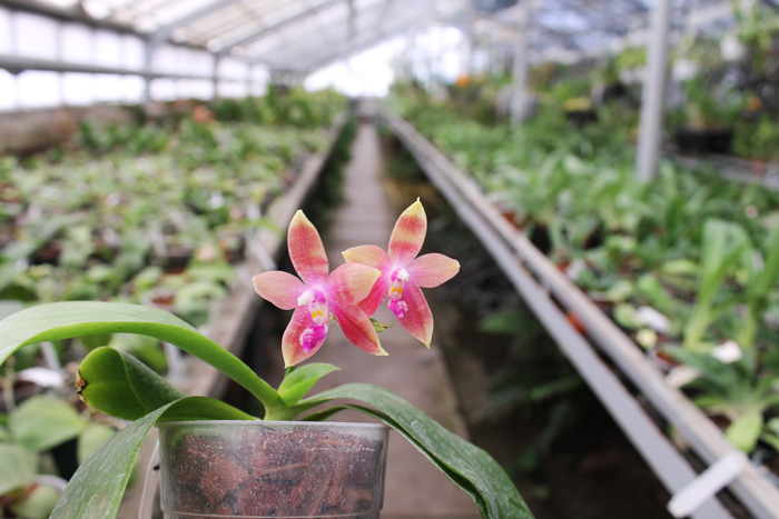Phalaenopsis Jennifer Palermo (C1 type) x LD's Bear Queen.jpg