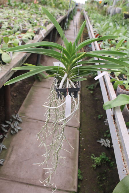 Vanda Janice Allison.jpg