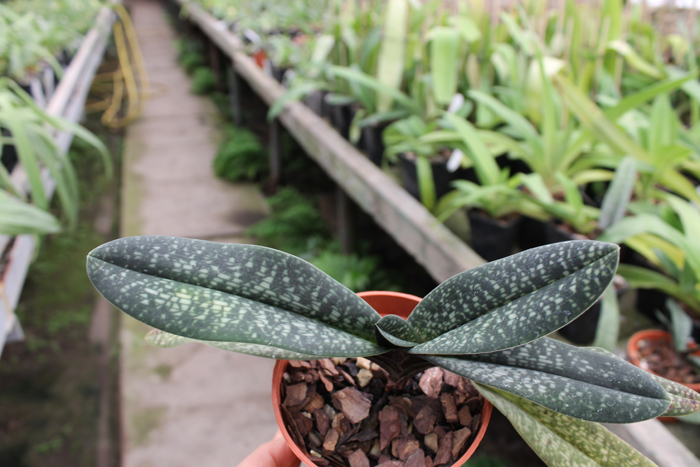 Paphiopedilum Magic Lantern (micranthum x delenatii).jpg