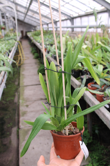 Carpenterara Sydney Smith 'Green Monkey'.jpg