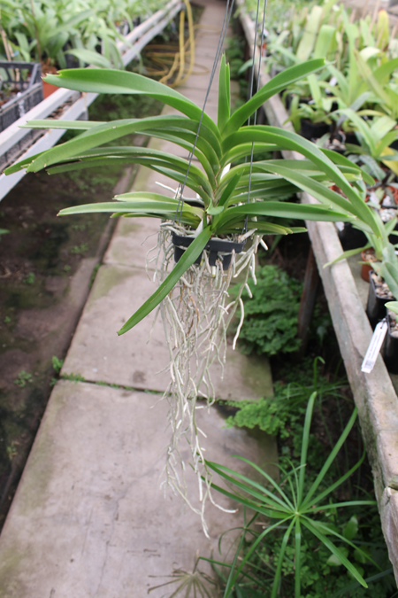 Vanda Janice Allison.jpg