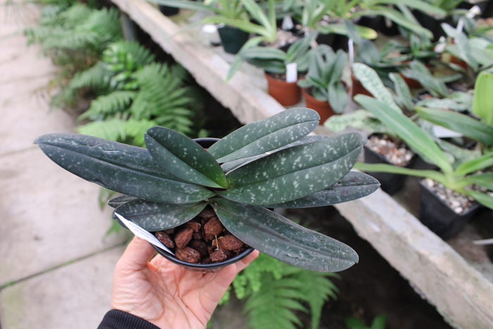 Paphiopedilum godefroyae.jpg