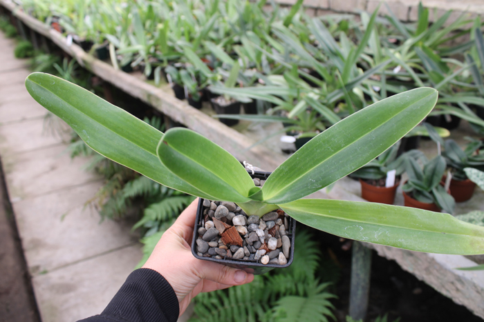 Paphiopedilum Xia Ya Swallow x sanderianum.jpg